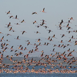 Lake Abiata - Flamingos